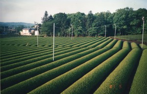 安全面に配慮した茶園